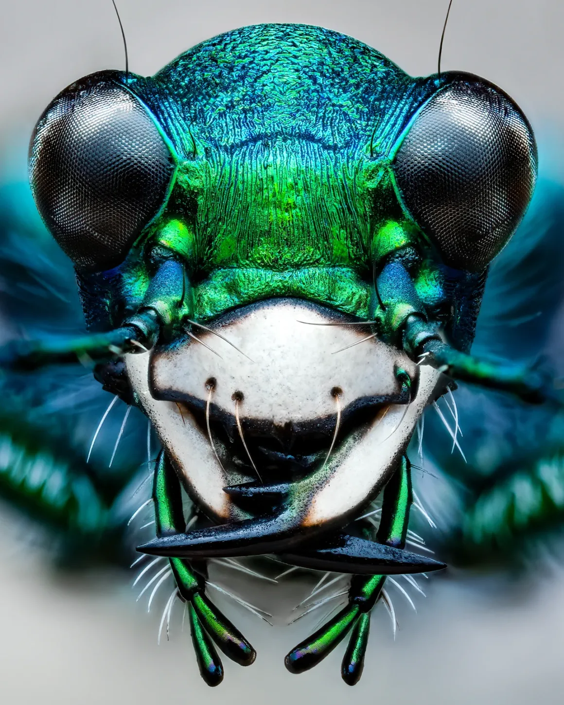 Daha İyi Makro Yaban Hayatı Fotoğrafları Nasıl Çekilir 28 More frames requires more effort labor of love Portriat of a Six Spotted Tiger Beetle