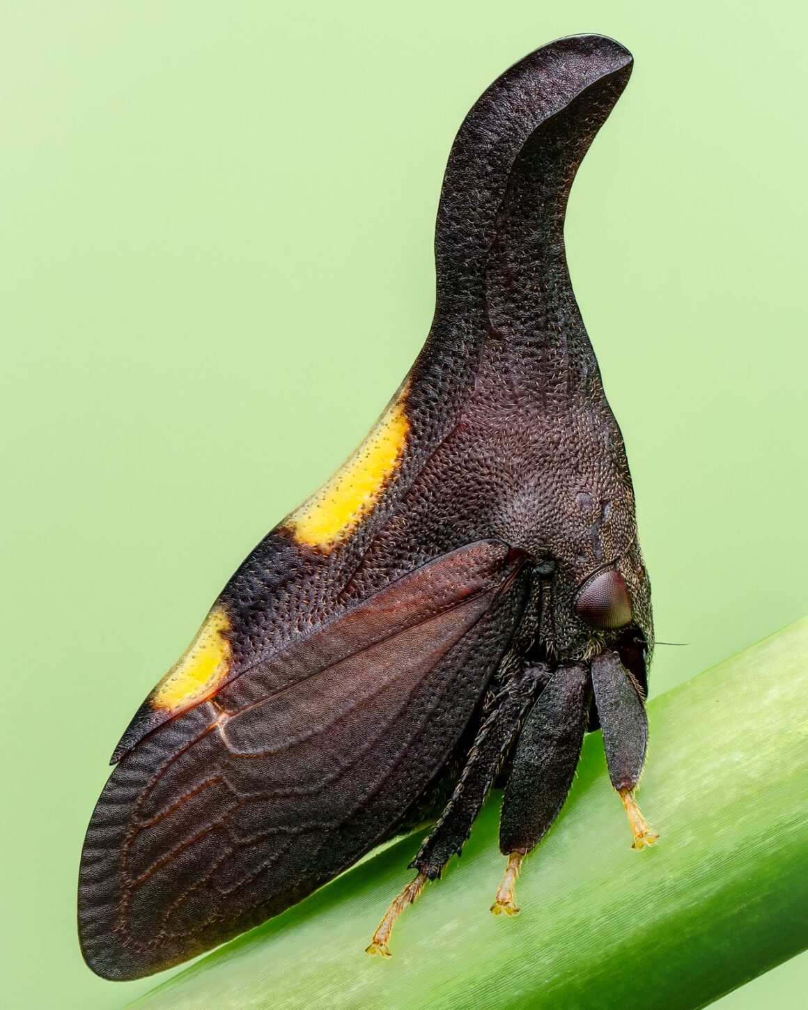 Daha İyi Makro Yaban Hayatı Fotoğrafları Nasıl Çekilir 27 Natural looking color card Two Marked Treehopper