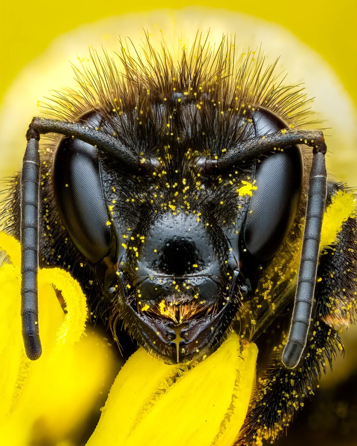 Daha İyi Makro Yaban Hayatı Fotoğrafları Nasıl Çekilir 18 Soft Lighting Portrait Of A Bumblebee