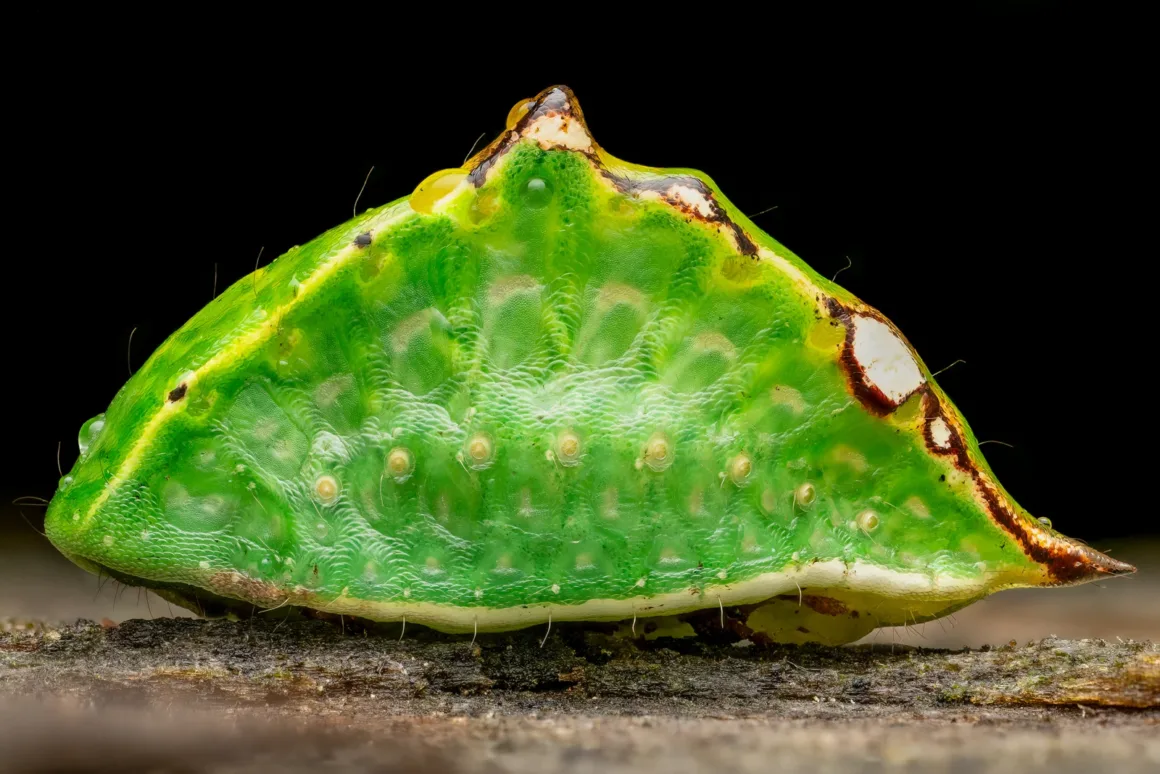 Daha İyi Makro Yaban Hayatı Fotoğrafları Nasıl Çekilir 19 Soft Lighting Skiff Moth Caterpillar