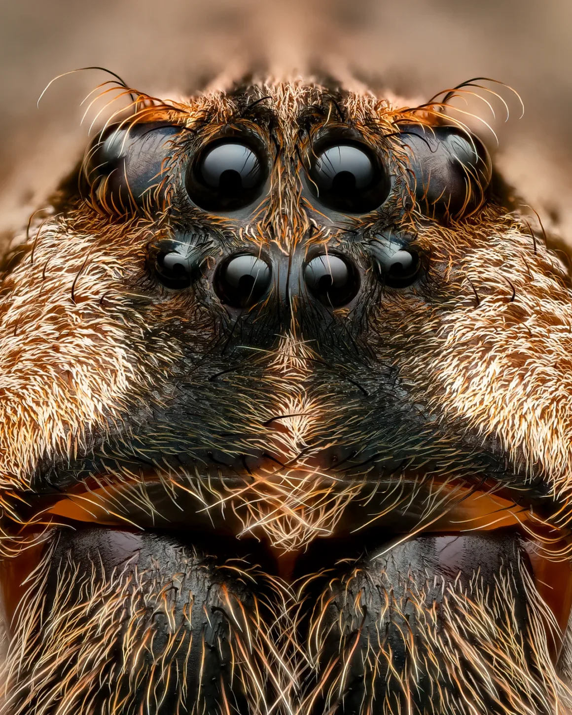 Daha İyi Makro Yaban Hayatı Fotoğrafları Nasıl Çekilir 12 Spotting Spiders at Night Dark Fishing Spider
