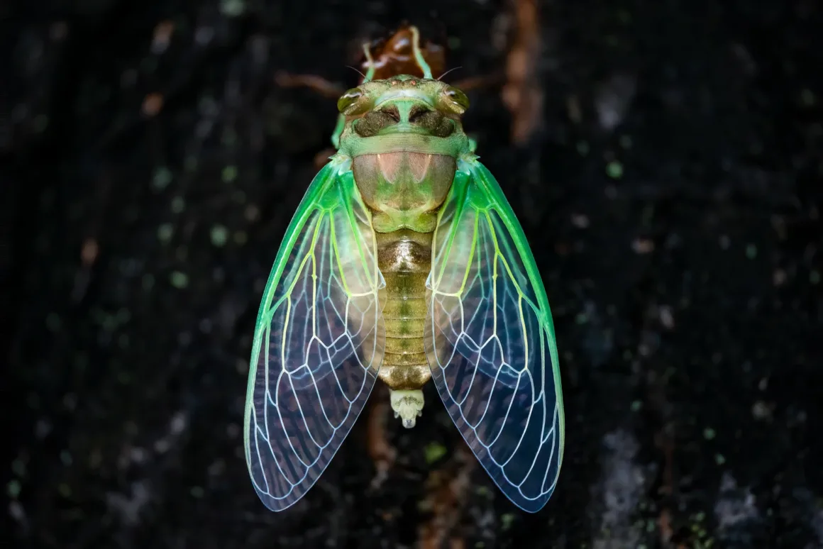 Daha İyi Makro Yaban Hayatı Fotoğrafları Nasıl Çekilir 21 Stabilization Dog Day Cicada Emerging