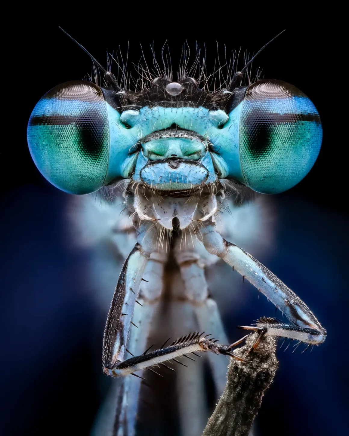 Daha İyi Makro Yaban Hayatı Fotoğrafları Nasıl Çekilir 2 Why I like Macro Portrait Benjamin Salb Smiling Blue Damselfly