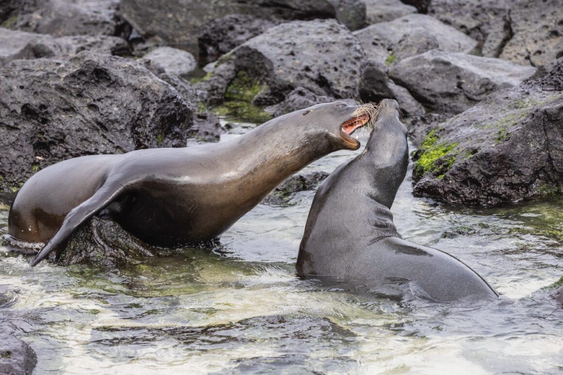 Yaşamın Yankıları: Galapagos Hikayeleri 1 Yasamin Yankilari Galapagos Hikayeleri 001