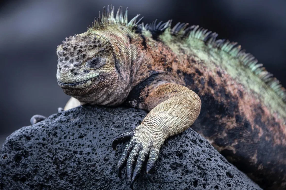 Yaşamın Yankıları: Galapagos Hikayeleri 4 Yasamin Yankilari Galapagos Hikayeleri 004