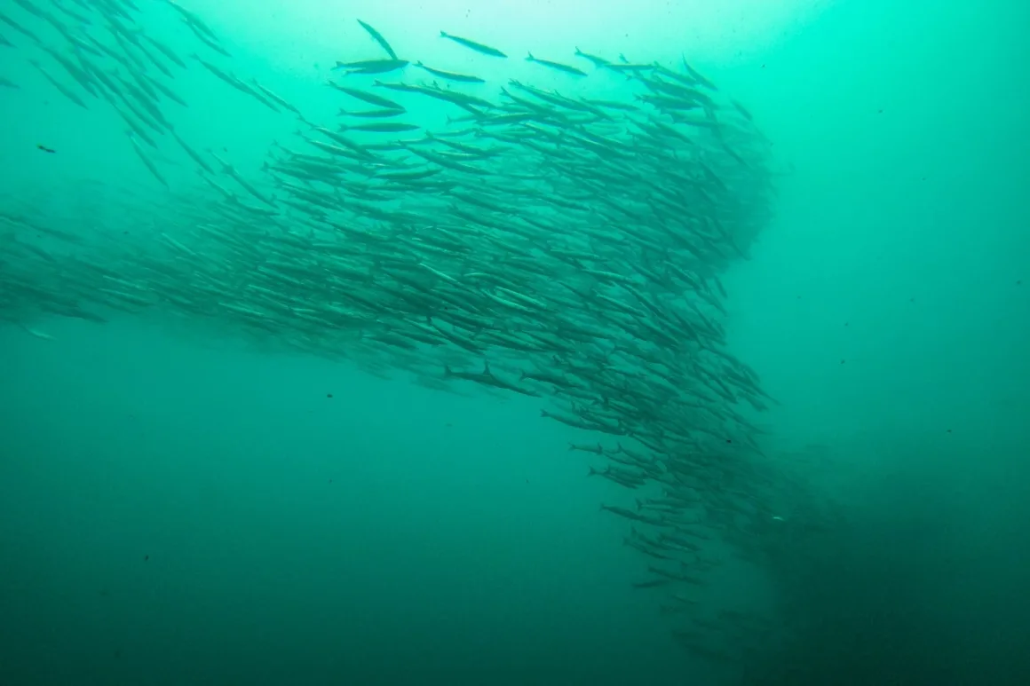 Yaşamın Yankıları: Galapagos Hikayeleri 6 Yasamin Yankilari Galapagos Hikayeleri 006