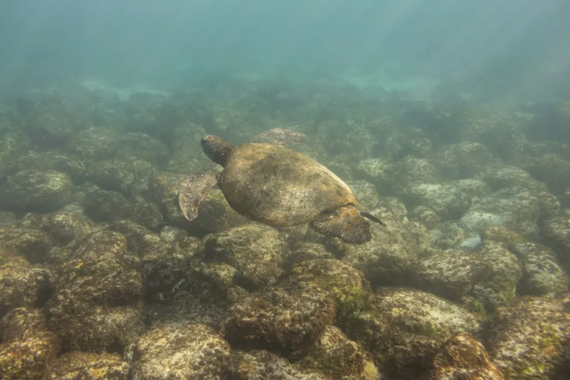 Yaşamın Yankıları: Galapagos Hikayeleri 7 Yasamin Yankilari Galapagos Hikayeleri 007