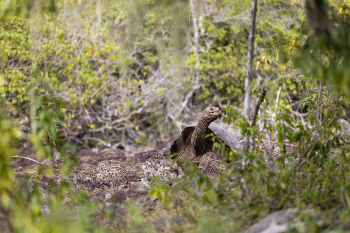 Yaşamın Yankıları: Galapagos Hikayeleri 8 Yasamin Yankilari Galapagos Hikayeleri 008