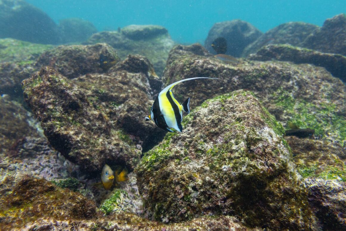 Yaşamın Yankıları: Galapagos Hikayeleri 10 Yasamin Yankilari Galapagos Hikayeleri 010