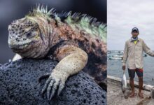 Yaşamın Yankıları: Galapagos Hikayeleri 19 Yasamin Yankilari Galapagos Hikayeleri
