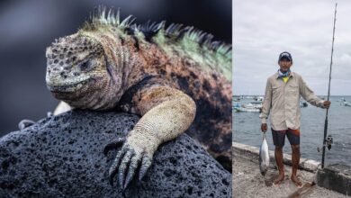 Yaşamın Yankıları: Galapagos Hikayeleri 18 Yasamin Yankilari Galapagos Hikayeleri