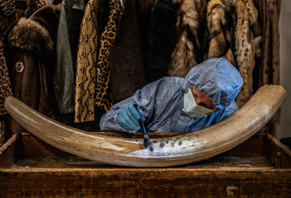 2024 Yılının Yaban Hayatı Fotoğrafçısı 18 © Britta Jaschinski Wildlife Photographer of the Year