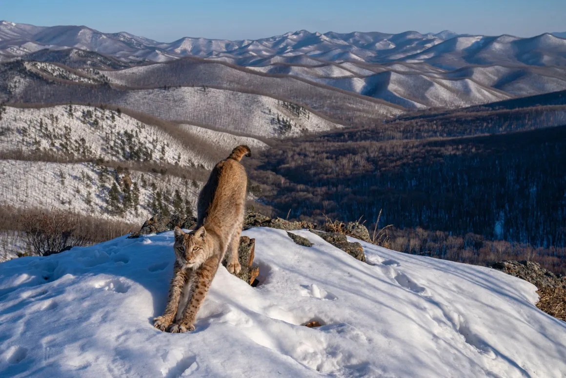 2024 Yılının Yaban Hayatı Fotoğrafçısı 7 © Igor Metelskiy Wildlife Photographer of the Year