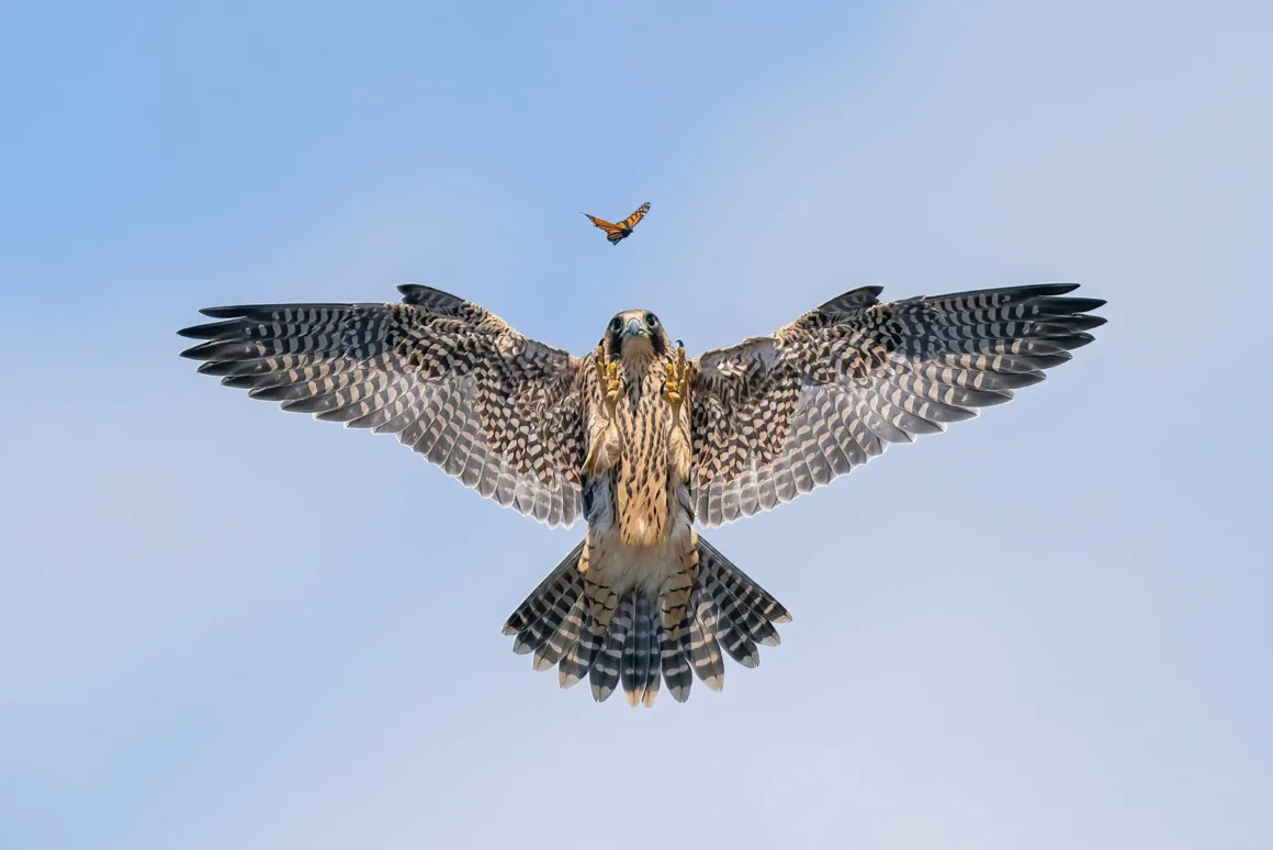 2024 Yılının Yaban Hayatı Fotoğrafçısı 9 © Jack Zhi Wildlife Photographer of the Year
