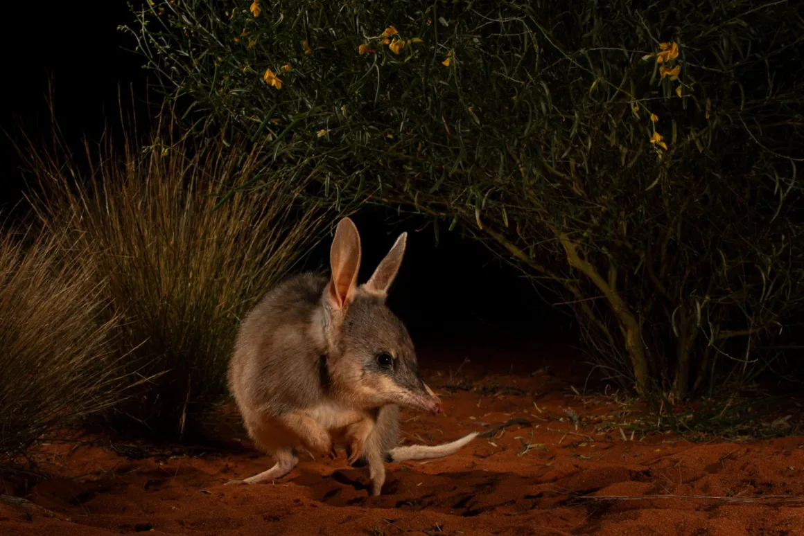 2024 Yılının Yaban Hayatı Fotoğrafçısı 3 © Jannico Kelk Wildlife Photographer of the Year