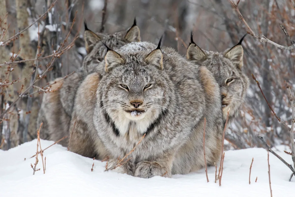 2024 Yılının Yaban Hayatı Fotoğrafçısı 8 © John Marriott Wildlife Photographer of the Year