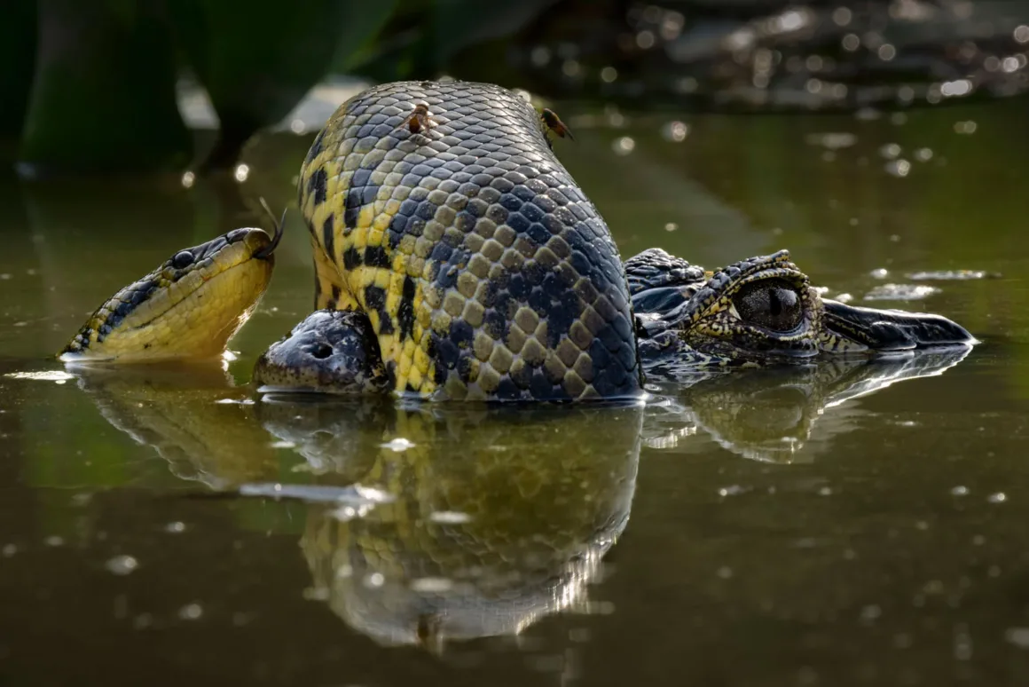 2024 Yılının Yaban Hayatı Fotoğrafçısı 11 © Karine Aigner Wildlife Photographer of the Year
