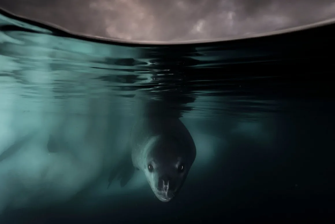 2024 Yılının Yaban Hayatı Fotoğrafçısı 16 © Matthew Smith Wildlife Photographer of the Year
