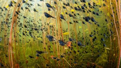 2024 Yılının Yaban Hayatı Fotoğrafçısı 6 © Shane Gross Wildlife Photographer of the Year