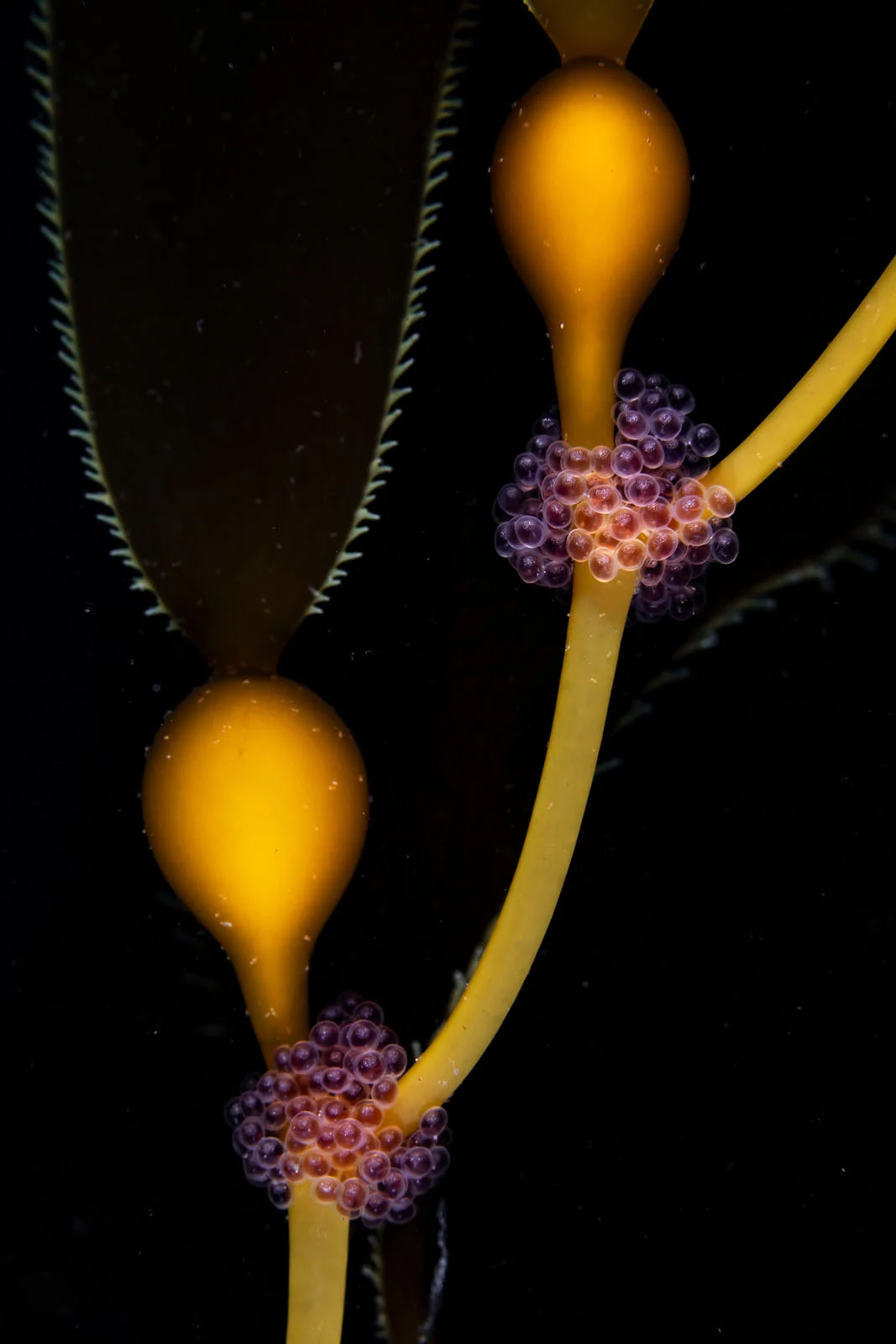 2024 Yılının Yaban Hayatı Fotoğrafçısı 20 © Stage Ono Wildlife Photographer of the Year 1