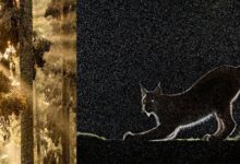 European Wildlife Photographer of the Year 2024 5 European Wildlife Photographer of the Year