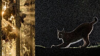 European Wildlife Photographer of the Year 2024 5 European Wildlife Photographer of the Year