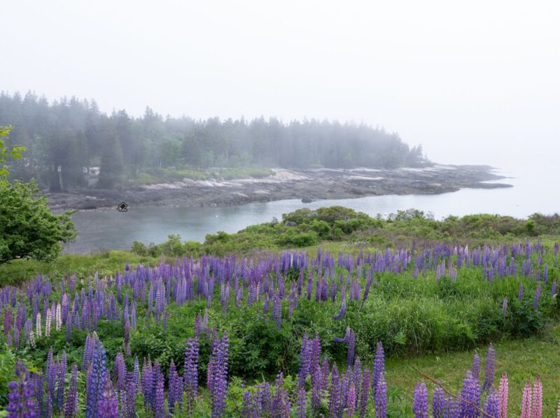 lr gen remove bad house