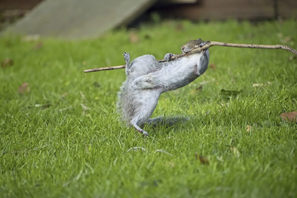 2024 Nikon Comedy Wildlife Photography 10 Flynn Thaitanunde Lobb Guitar