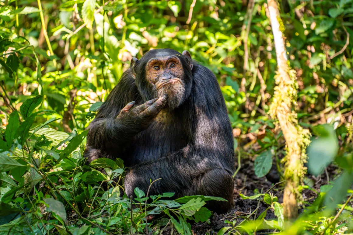 2024 Nikon Comedy Wildlife Photography 16 HIGHLY COMMENDED Arvind Mohandas The Contemplative Chimpanzee