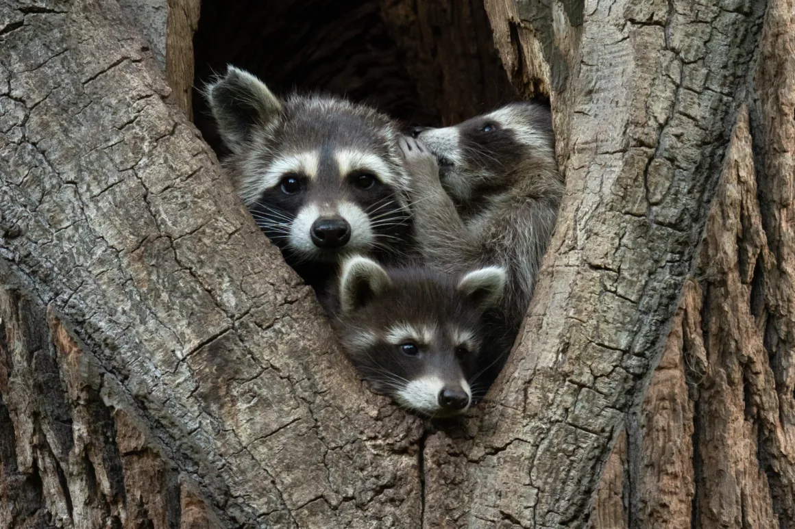 2024 Nikon Comedy Wildlife Photography 17 HIGHLY COMMENDED Jan Piecha I ll tell you a secret
