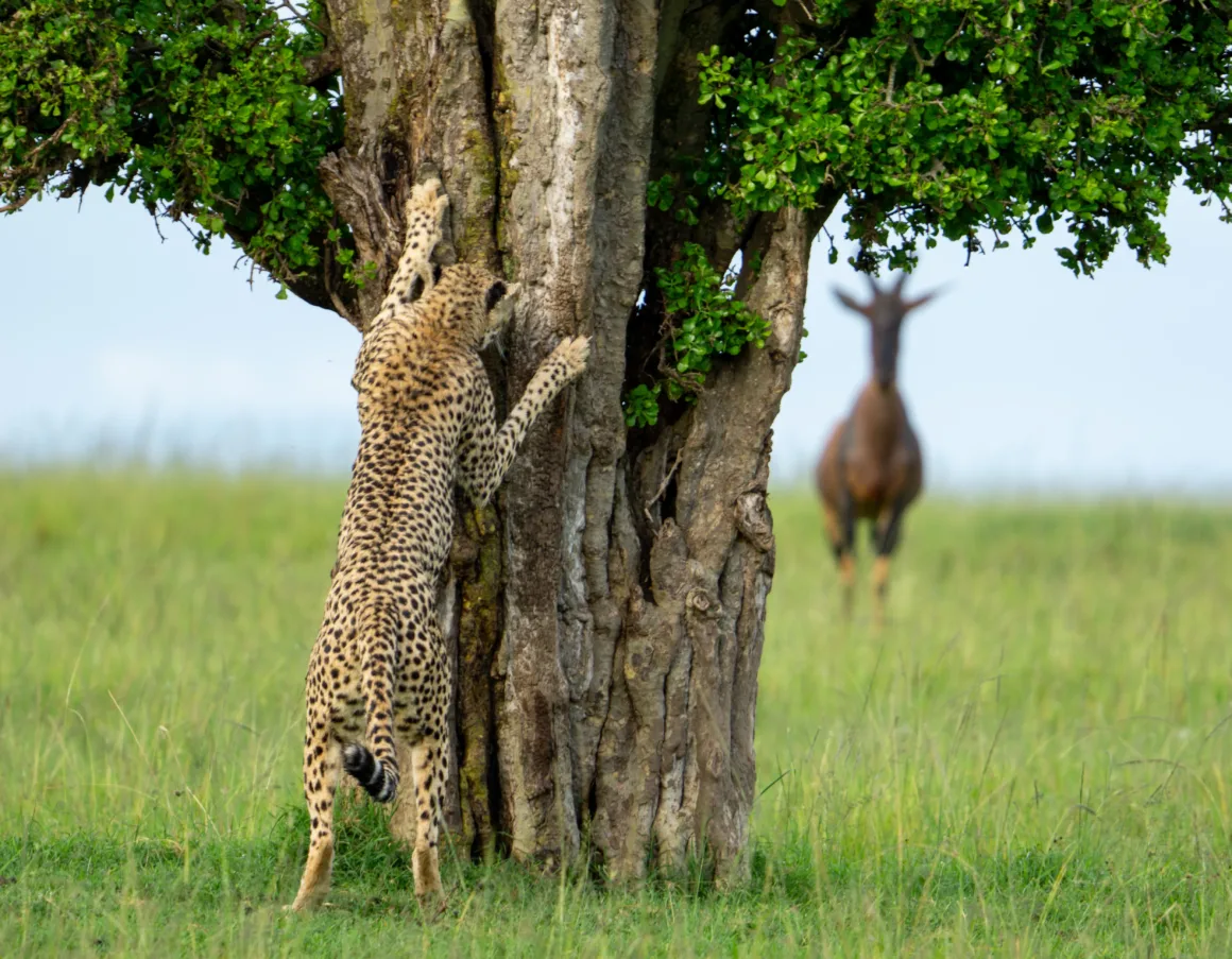 2024 Nikon Comedy Wildlife Photography 15 HIGHLY COMMENDED Leslie Mcleod hide and seek