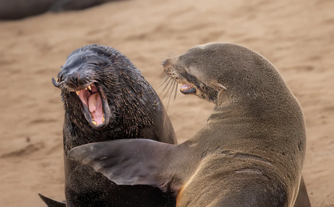 2024 Nikon Comedy Wildlife Photography 18 HIGHLY COMMENDED Marti Phillips Are You Kidding