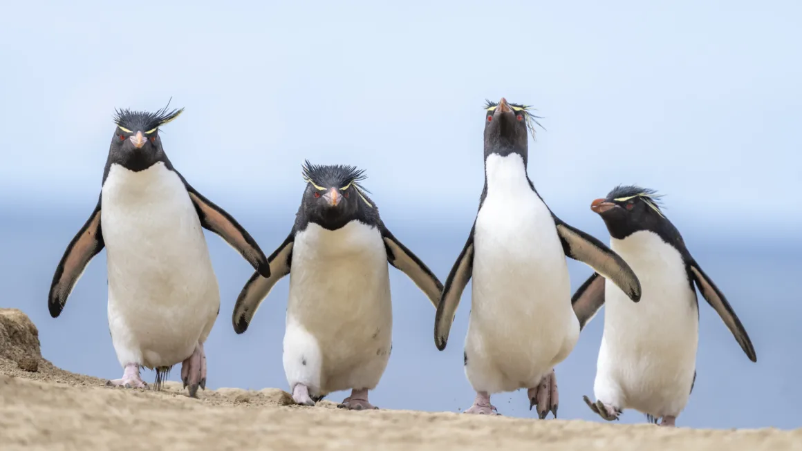 2024 Nikon Comedy Wildlife Photography 13 HIGHLY COMMENDED Ralph Robinson Gang of Four
