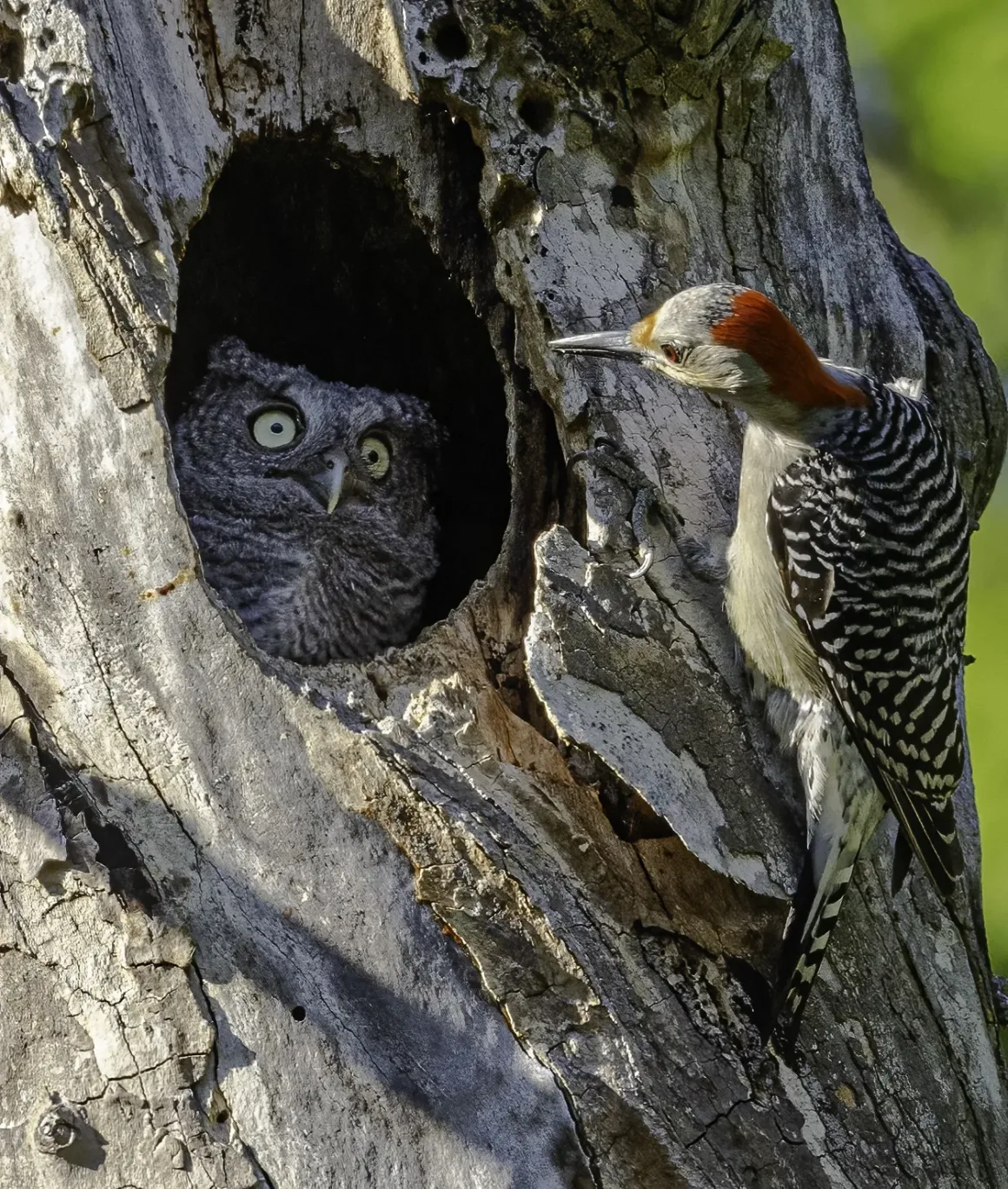 2024 Nikon Comedy Wildlife Photography 12 HIGHLY COMMENDED Randy Herman You re Not My Mother