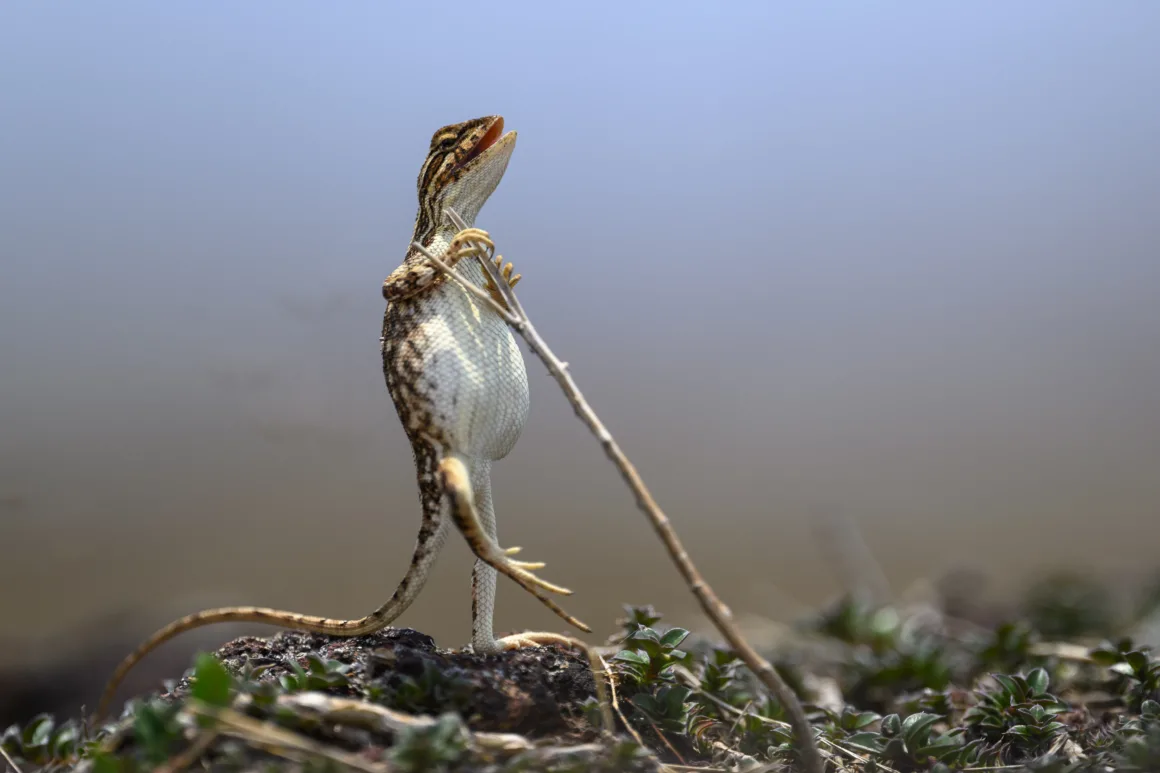 2024 Nikon Comedy Wildlife Photography 19 HIGHLY COMMENDED Sanjay Patil The Rock Star