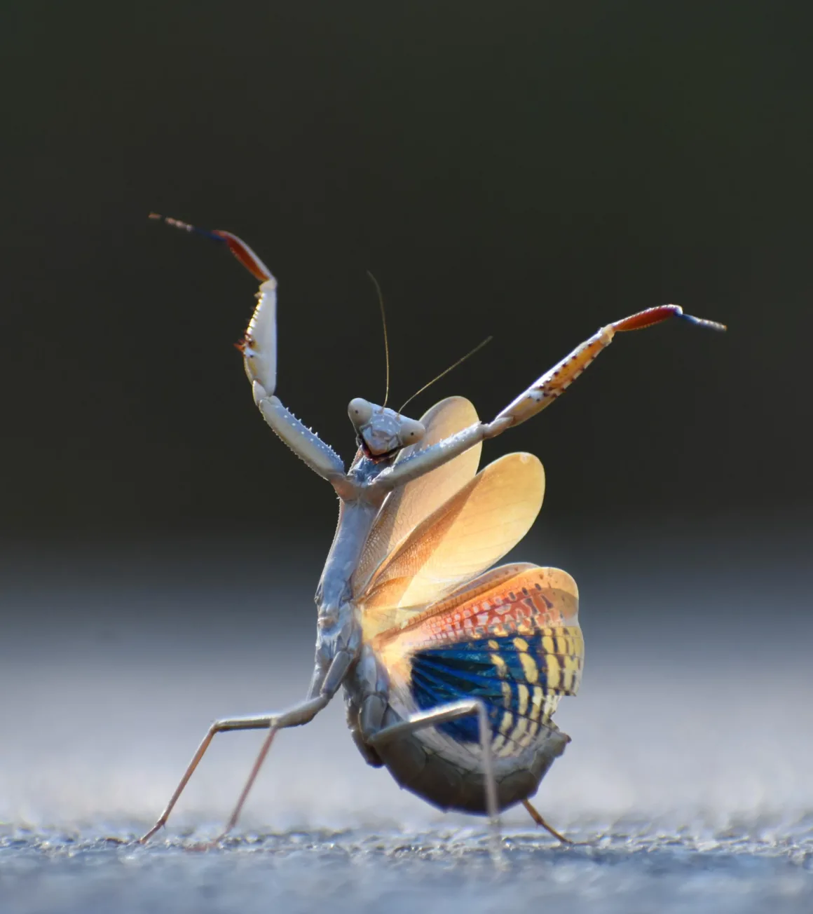 2024 Nikon Comedy Wildlife Photography 3 INSECT CATEGORY WINNER Jose Miguel Gallego Molina Mantis flamenca