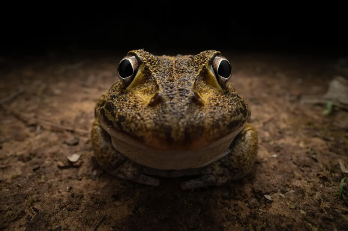 2024 Nikon Comedy Wildlife Photography 8 NIKON YOUNG PHOTOGRAPHER CATEGORY WINNER Kingston Tam Awkward smiley frog