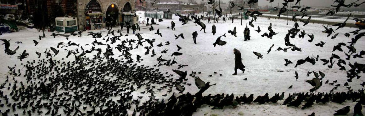 Nuri Bilge Ceylan’ın Fotoğrafları Hollanda’da 5 Nuri Bilge Ceylan Karda Guvercinler Pigeons in Winter 2004