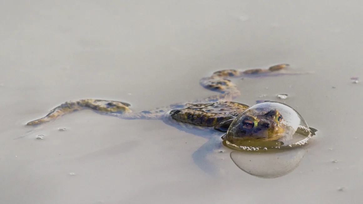 2024 Nikon Comedy Wildlife Photography 4 REPTILE CATEGORY WINNER Eberhard Ehmke Frog in a balloon