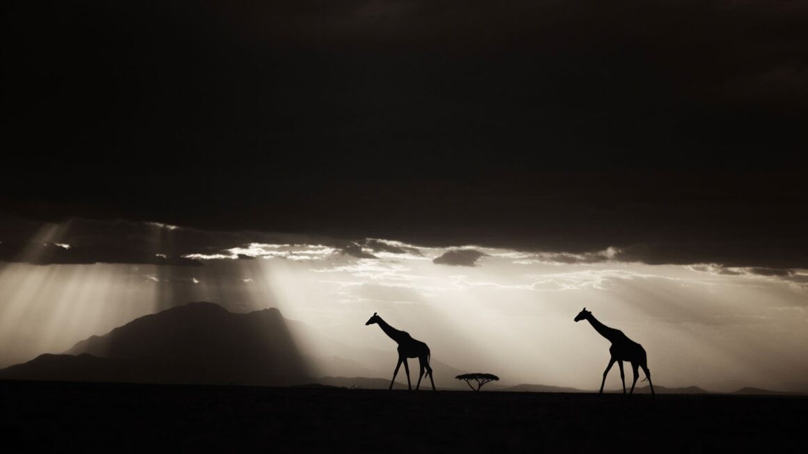 2024 Yılın Seyahat Fotoğrafçısı 6 007 TPOTY 2024 Win 7 PMackay