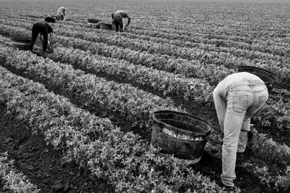 Richard Sharum : Spina Americana 8 Migrant Laborers Picking Oregano. Edinburg Texas