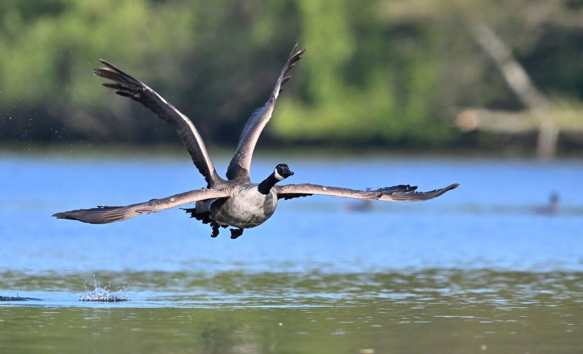 Nikon Komedi Yaban Hayatı Ödülleri'nden Görülmemiş 18 Fotoğraf 8 Elmar Weiss Four winged goose