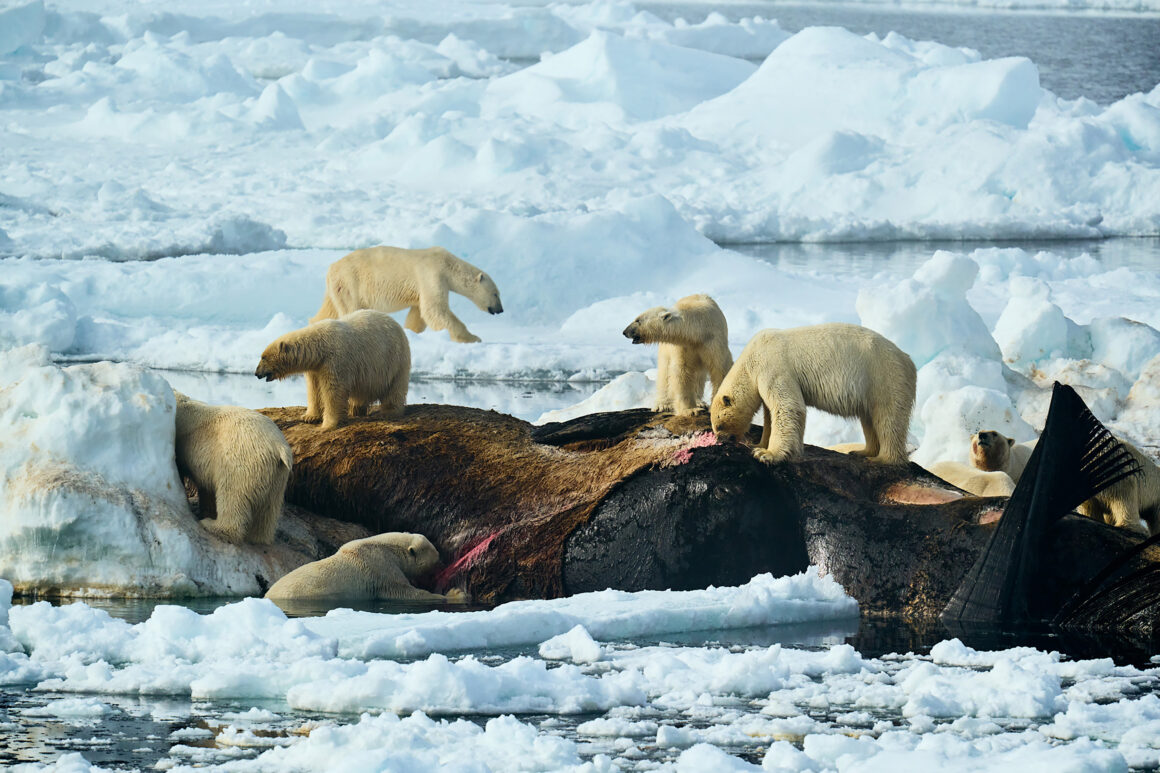 Sony Dünya Fotoğraf Ödülleri 2025 1 Estebane Rezkallah France Winner Open Competition Natural World Wildlife Sony World Photography Awards 2025