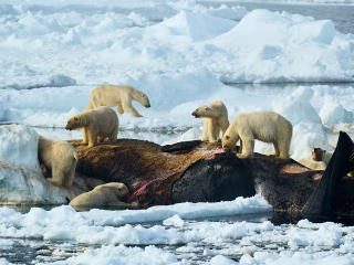Estebane Rezkallah France Winner Open Competition Natural World Wildlife Sony World Photography Awards 2025