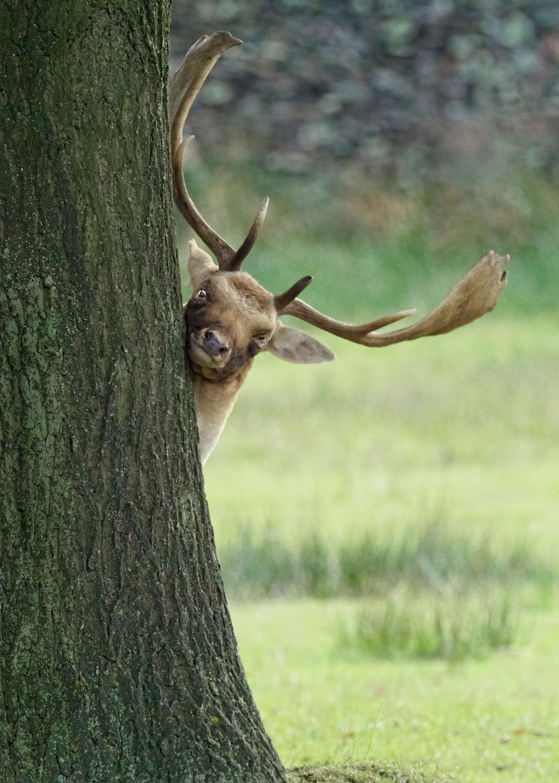 Nikon Komedi Yaban Hayatı Ödülleri'nden Görülmemiş 18 Fotoğraf 9 Helen Cherry One Eyed Peeper