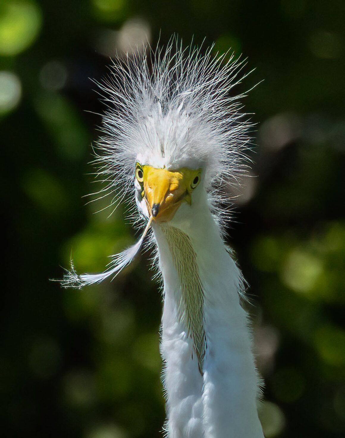 Nikon Komedi Yaban Hayatı Ödülleri'nden Görülmemiş 18 Fotoğraf 13 Mary Hulshouser Great Egret Fun
