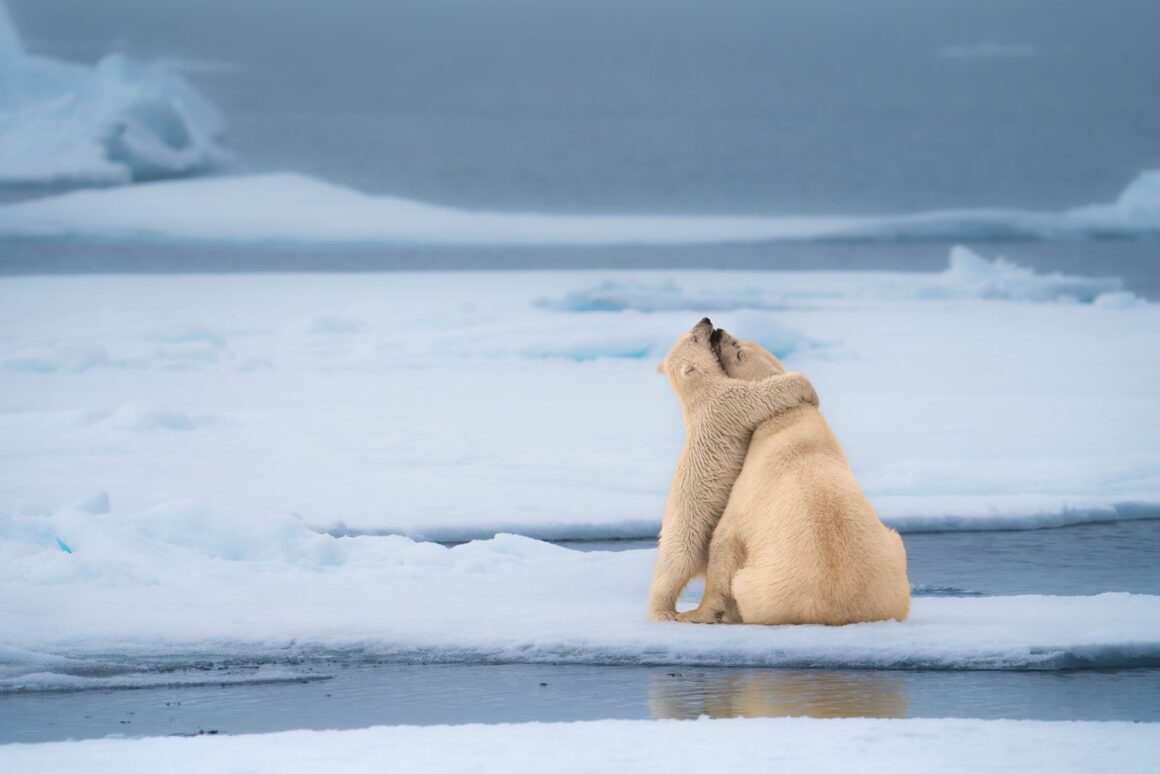 Nikon Komedi Yaban Hayatı Ödülleri'nden Görülmemiş 18 Fotoğraf 14 Michael Stavrakakis Bear Hug