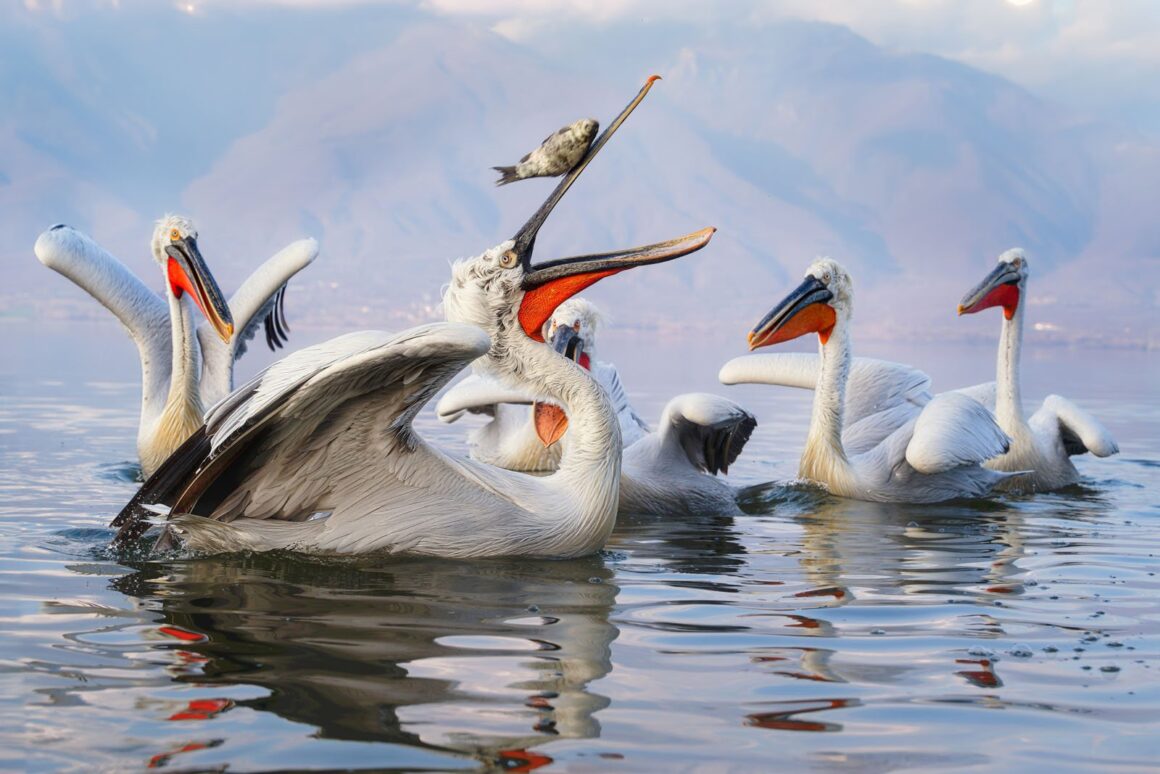 Nikon Komedi Yaban Hayatı Ödülleri'nden Görülmemiş 18 Fotoğraf 15 Oli Konecna Juggling pelican