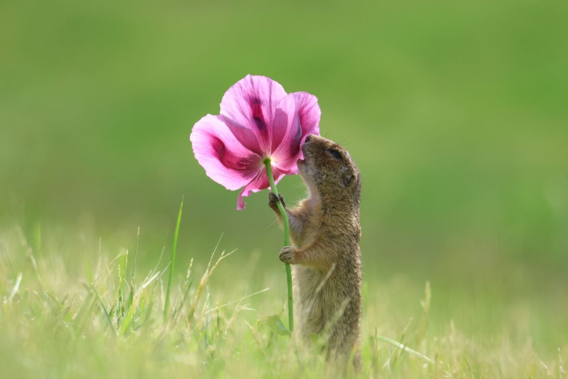 Nikon Komedi Yaban Hayatı Ödülleri'nden Görülmemiş 18 Fotoğraf 16 Roland Kranitz Declaration of love