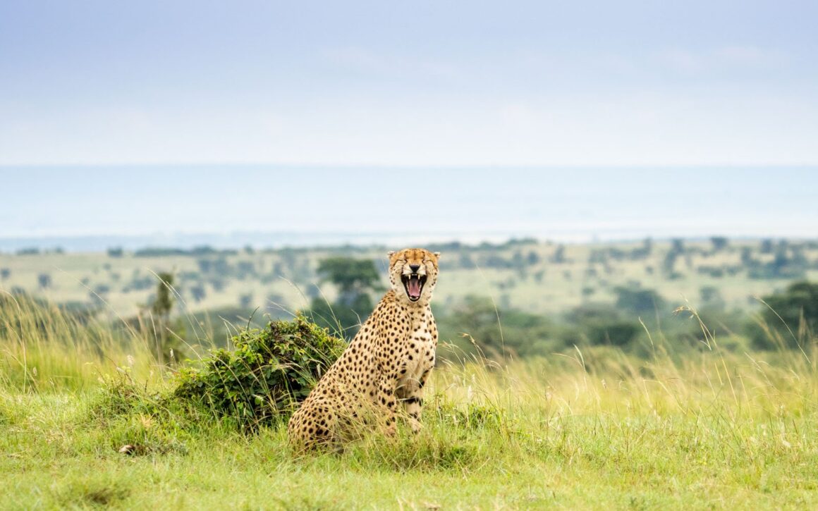 Nikon Komedi Yaban Hayatı Ödülleri'nden Görülmemiş 18 Fotoğraf 18 Udara Pathminda Laughing Cheetah